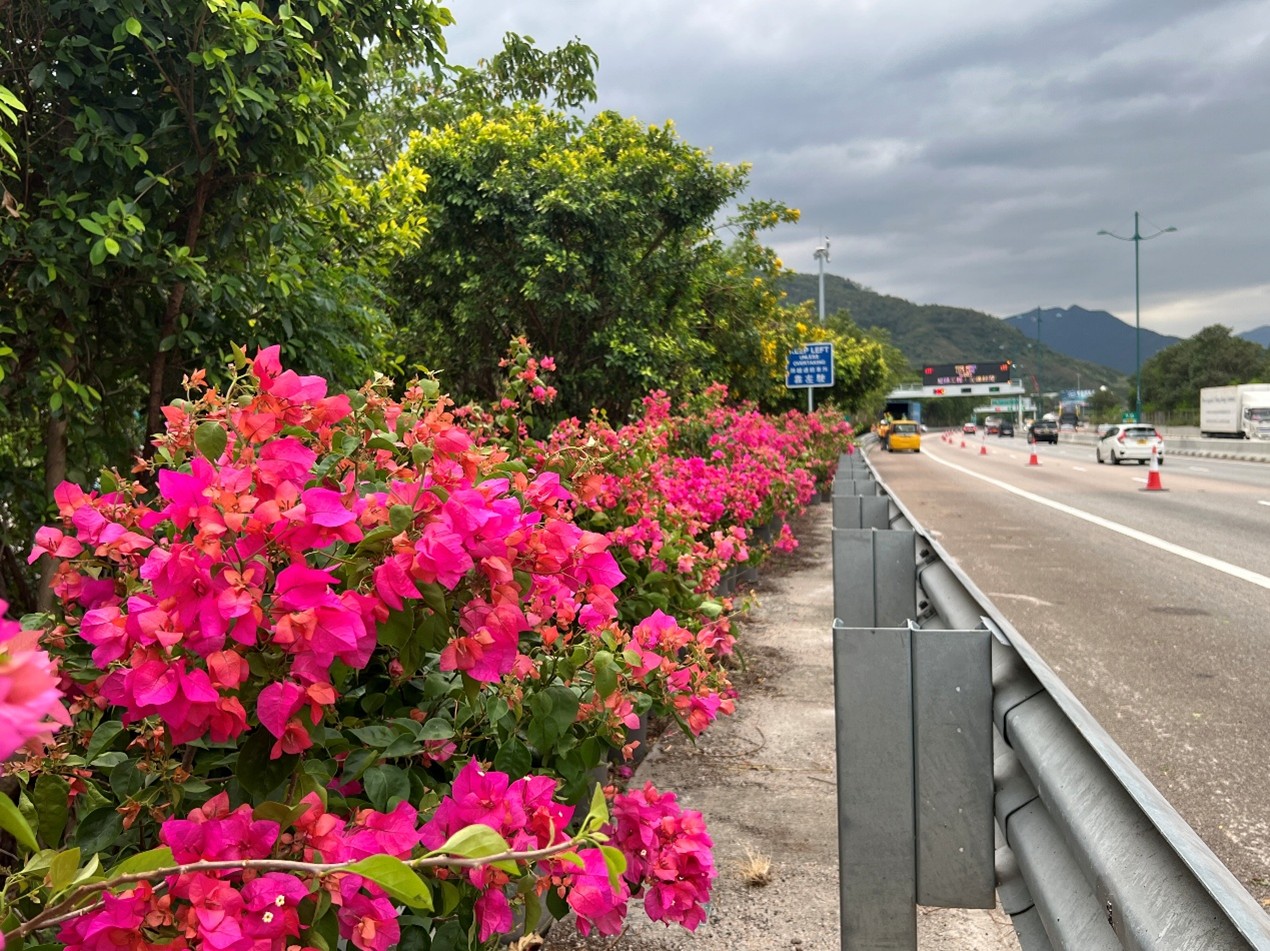 路政署在北大嶼山公路東西行的賽事路段兩旁種植了花期較長且色彩鮮豔的簕杜鵑,為參賽者和觀眾營造了更亮眼的比賽環境。 路政署在北大嶼山公路東西行的賽事路段兩旁種植了花期較長且色彩鮮豔的簕杜鵑,為參賽者和觀眾營造了更亮眼的比賽環境。